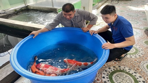 Anh Trần Thướt Vỹ (34 tuổi) ở quận Cẩm Lệ, thành phố Đà Nẵng hiện sở hữu đàn cá Koi Nhật Bản hơn 3.000 con. (Nguồn ảnh: Vietnamnet.vn)